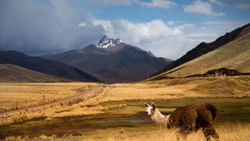 Cusco Puno Bus